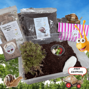Land Snail Starter Kit for Giant African Land Snails and UK Garden Snails