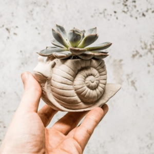 Concrete Snail Plant Pot