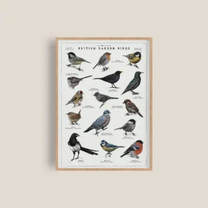 British Garden Birds Artwork