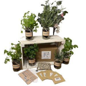 Set of 3: Indoor Herb Garden in Jars Rustic Grow Your Own Kit - Herb Planter and Gifts for Women or Men (Mint, Basil, Coriander)